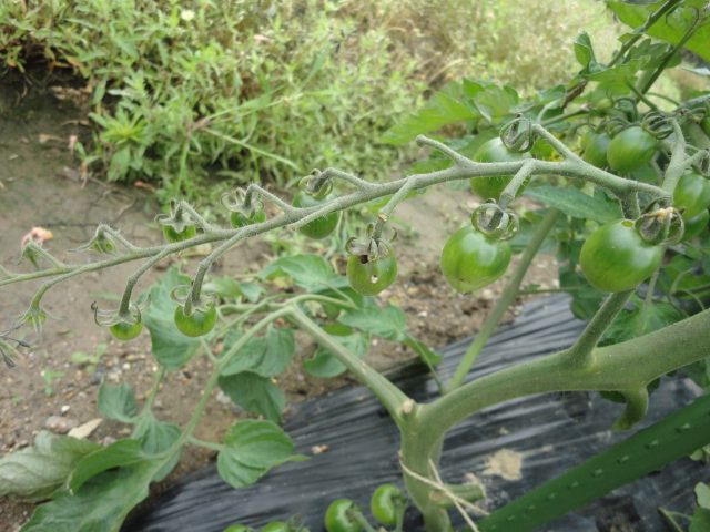 イメージカタログ 最も人気のある トマト 肥料 不足
